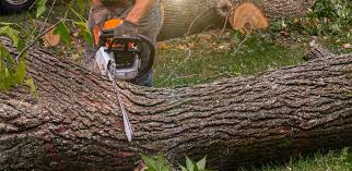 Best Stump Grinding and Removal  in Lavaca, AR