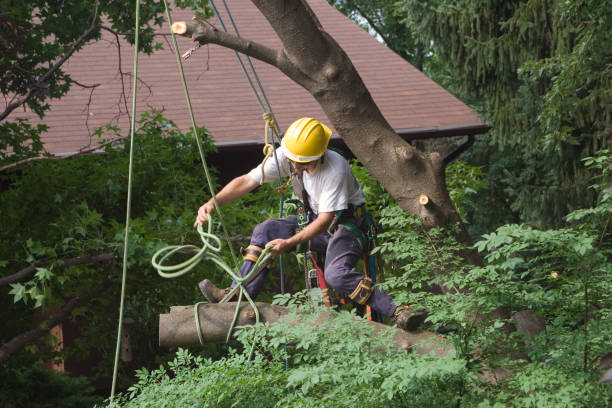 Best Fruit Tree Pruning  in Lavaca, AR