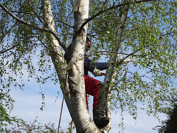 Professional Tree Removal Services in Lavaca, AR